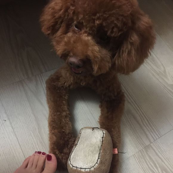 狗狗吃了螃蟹中毒了,狗狗吃了葡萄干去医院救治