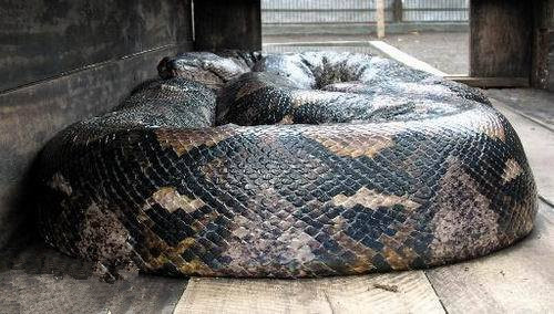 世界上真正的最大的蛇有多大,世界体型最大的蛇前十名排名