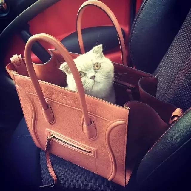 赵薇舒淇周迅汤唯,赵薇舒淇小燕子