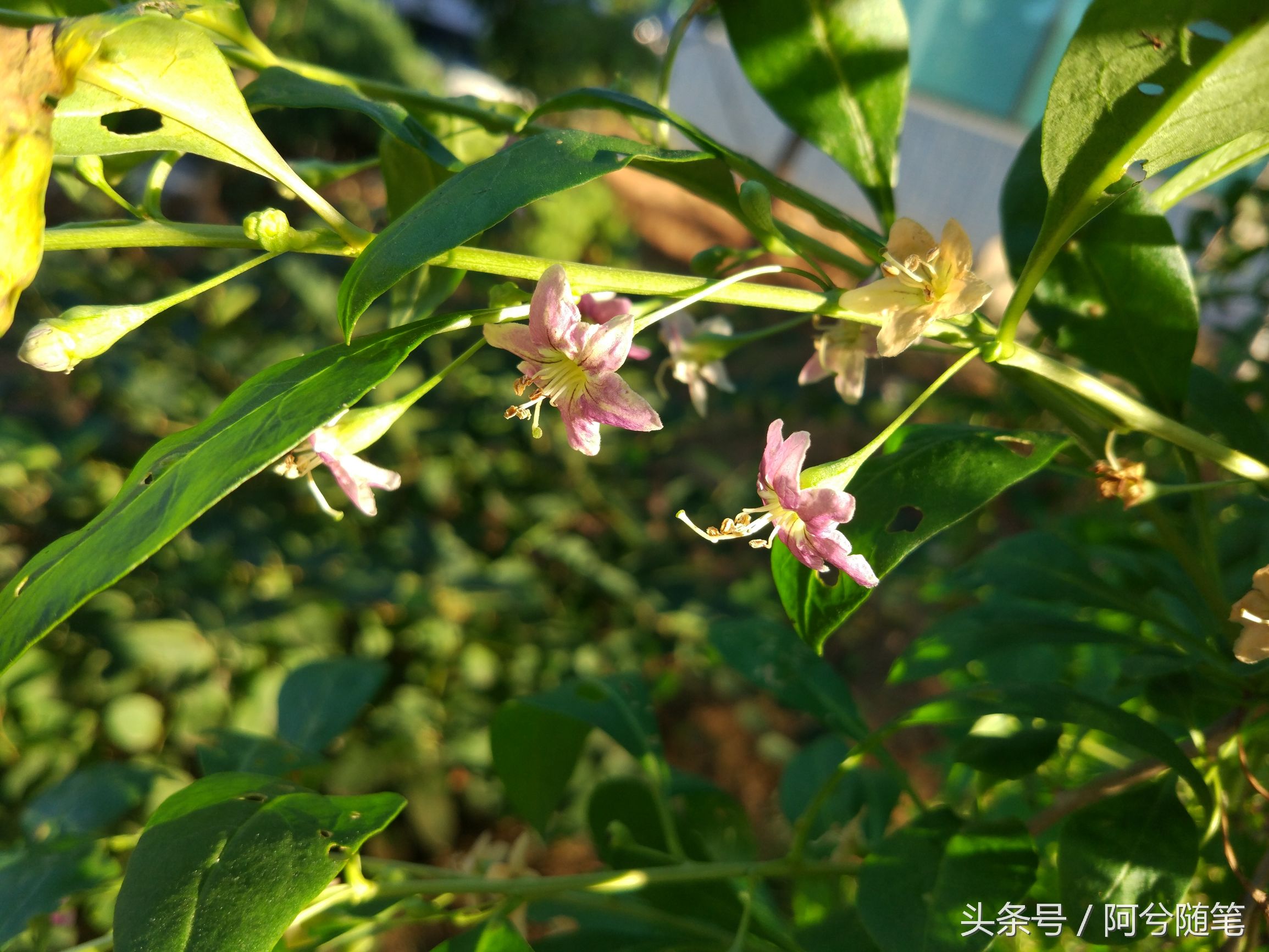 适合种植在庭院的植物大全,农村常见的植物盆栽