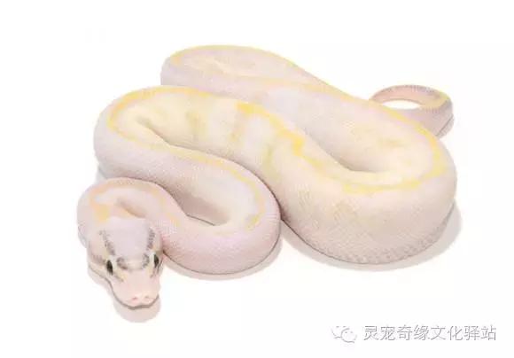球蟒基因图鉴入门,球蟒基因品系大全