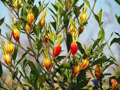 易怒烦躁肝火旺偏方,肝火旺盛心烦气躁吃什么中成药