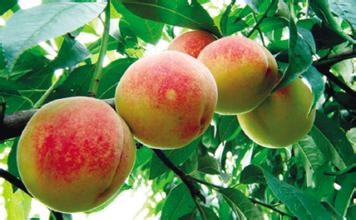 周公解梦梦见核桃,周公解梦梦见苹果是怎么回事呢