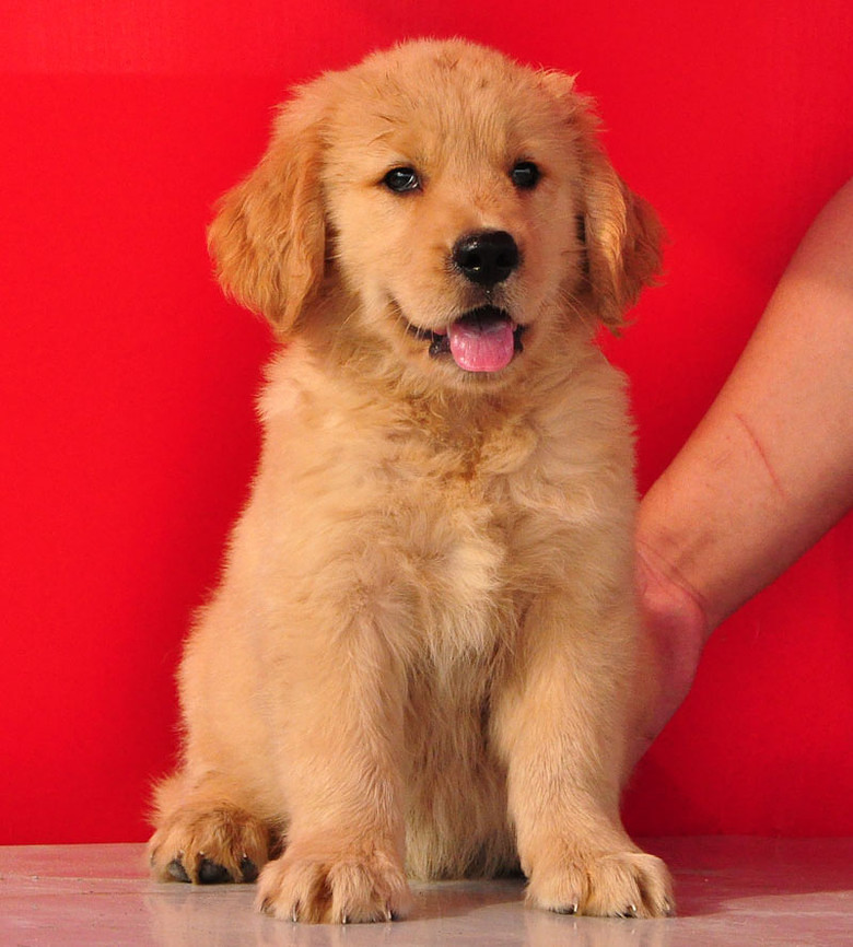 都说不要在淘宝买狗，不信给你看看卖家秀和卖家秀