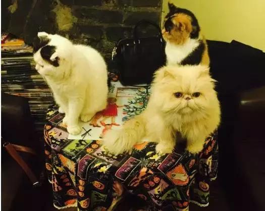 猫咪咖啡馆哪家最好,武汉有哪些猫咪咖啡厅
