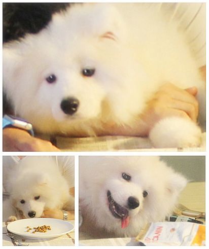 食屎啦，是一种什么样的体验|丧心病狂之狗粮试吃