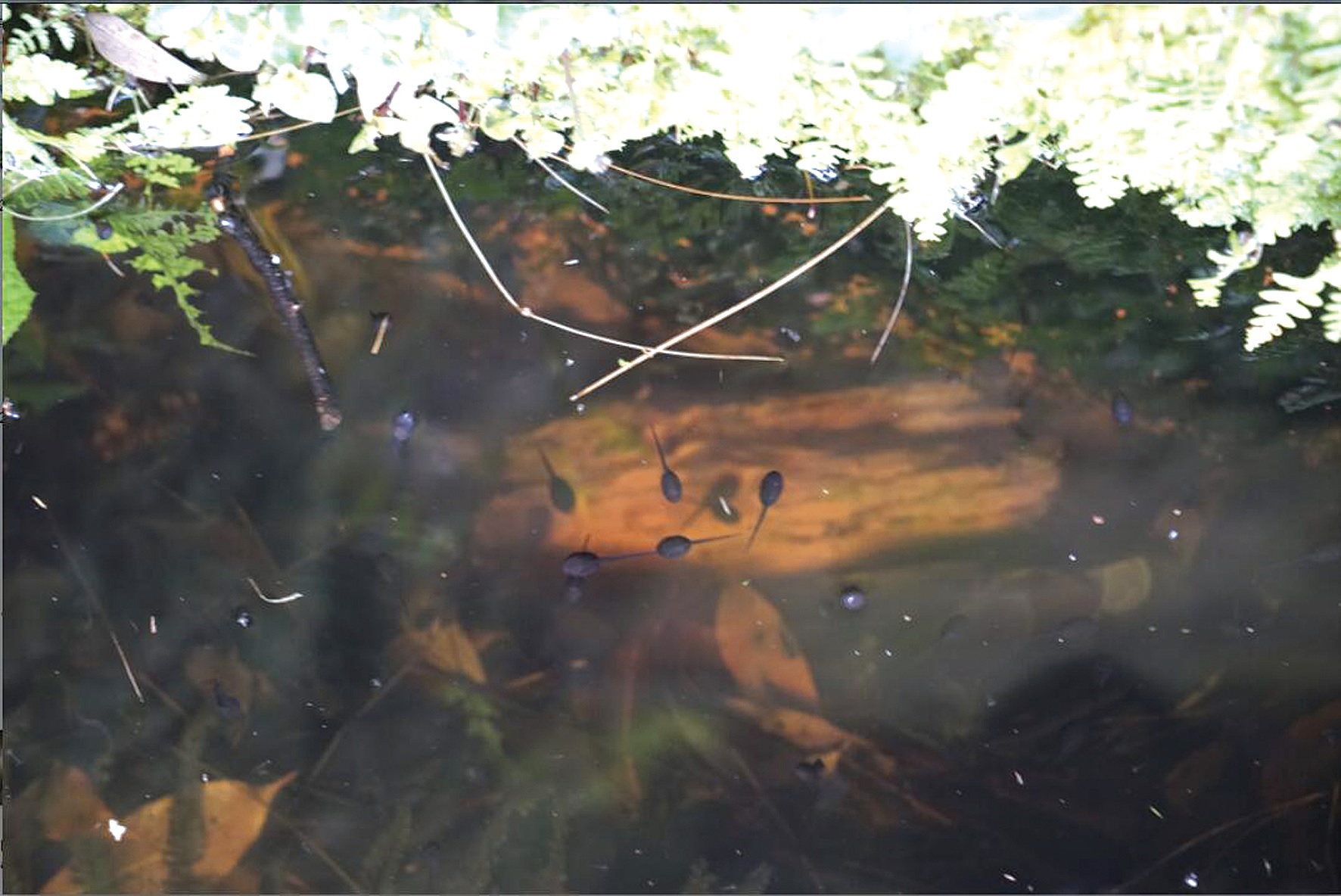 走进习水丛林七日跨界科考：水井里，神奇的“四季蝌蚪”