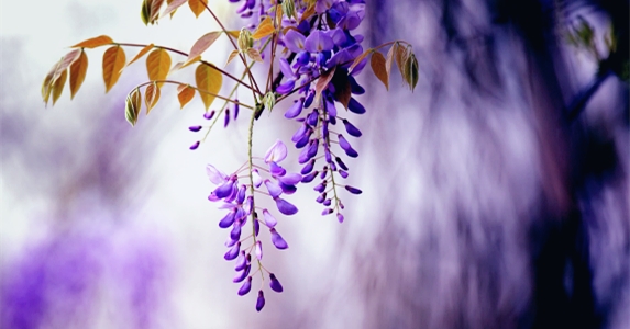 借住朋友家我夜夜梦见一美丽女人，一根华丽古簪让我发现她目的