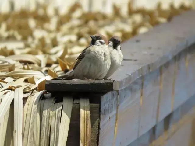 凤凰岛把公园还给你,你还欠自己一次隐居