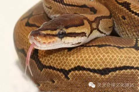 球蟒基因图鉴入门,球蟒基因品系大全