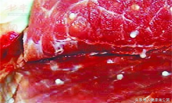 米猪肉吃了一点会有危害吗,米猪肉能不能吃