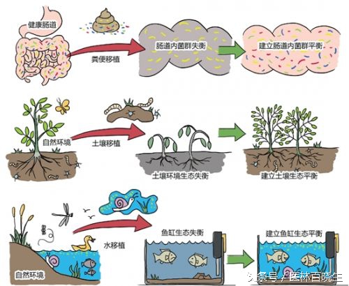 粪便移植能改变身体机能吗,粪便移植的最新难题