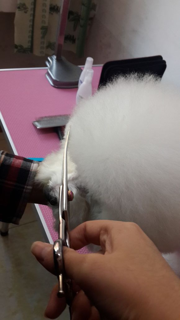 比熊怎么喂省钱,比熊自己做饭的健康食谱