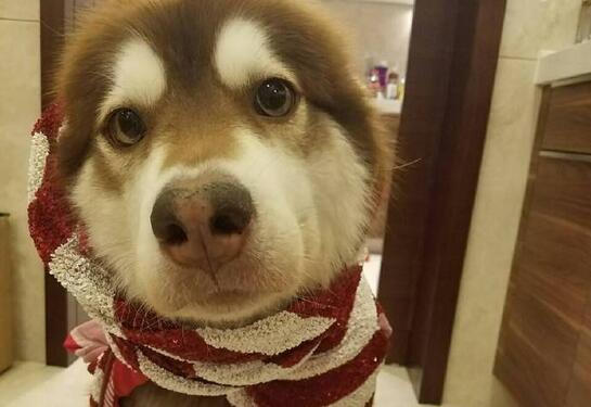 王思聪有多少个名字,王思聪的真实名字