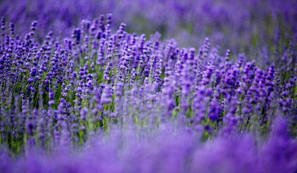 薰衣草花海一起享受大自然的美,薰衣草花海游