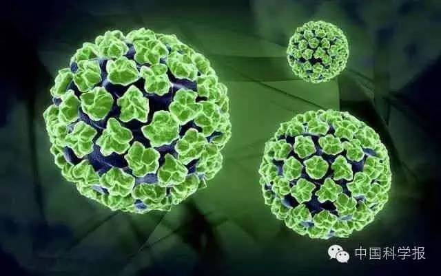 男性清除hpv病毒的最好疗法,低危hpv病毒怎么彻底清除