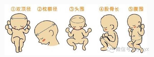 孕期检查B超单上的数据都代表什么呢？