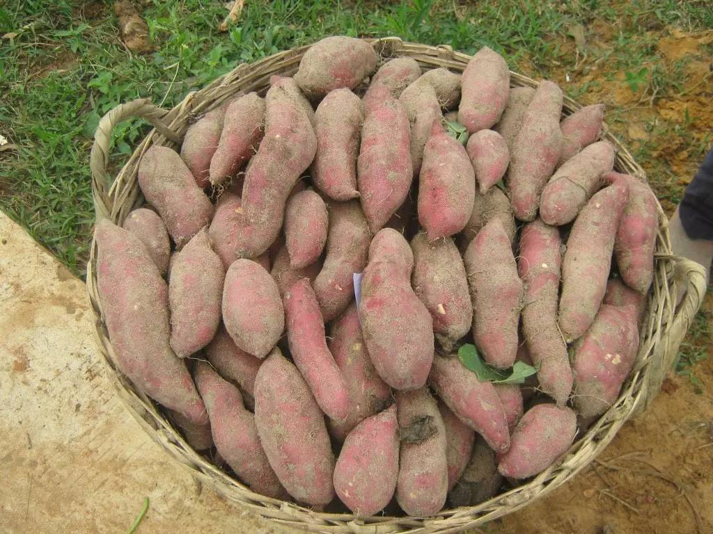 怎么样能把肠道里的宿便全部清除,清除肠胃垃圾的小妙招