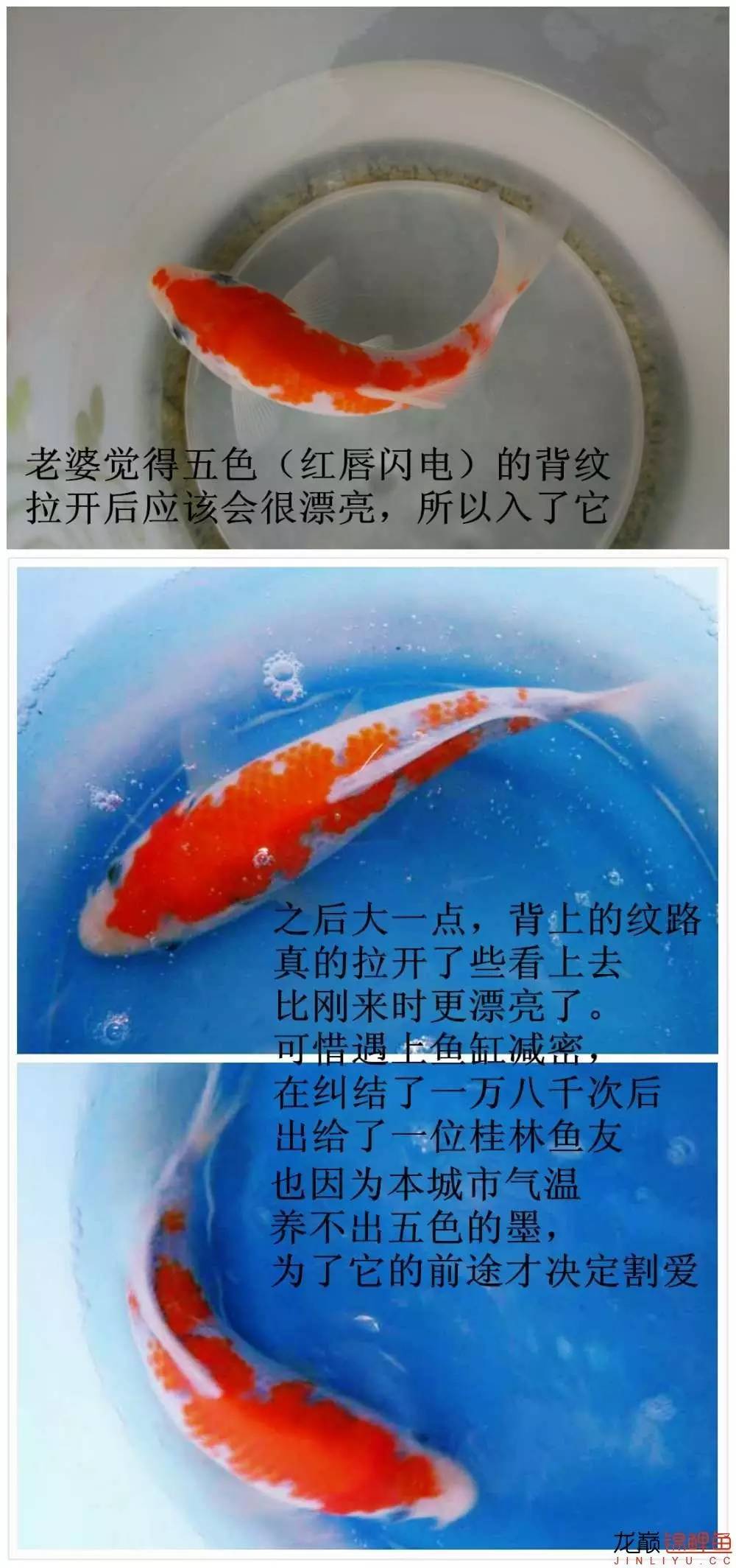 我的锦鲤梦,一直在坚持!