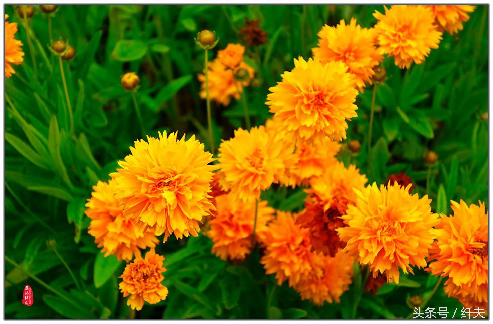 姹紫嫣红入夏来,姹紫嫣红等你来