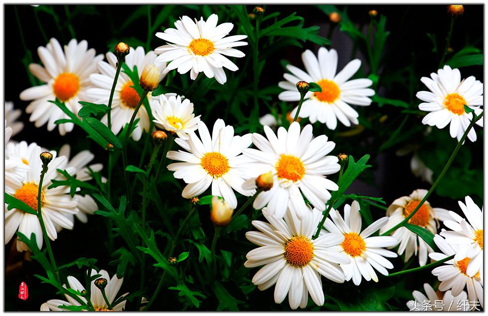 姹紫嫣红入夏来,姹紫嫣红等你来