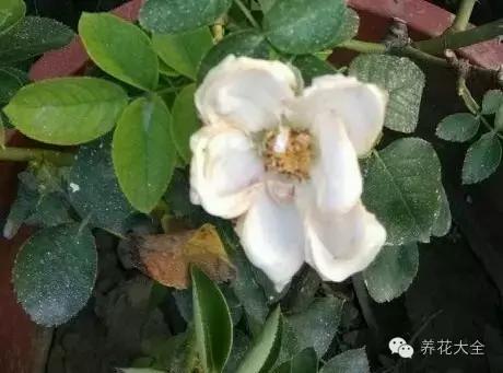 冰淇淋月季快开花的样子 (夏花标准的月季)