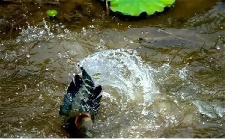 从黑鱼的习性中——寻找垂钓用饵技巧！