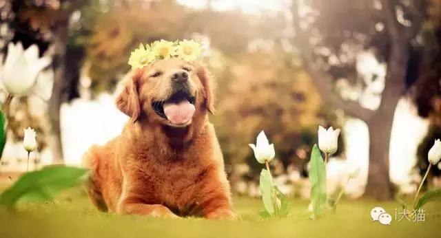 兽医宠物骨折,狗狗骨折7周了还容易再次骨折吗