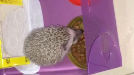 养刺猬是一个怎样的体验？