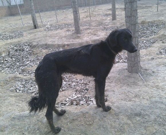 纯纯的土狗,纯纯的小土狗