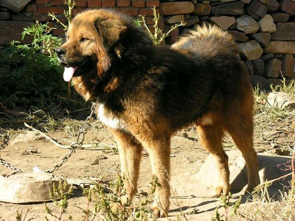 纯纯的土狗,纯纯的小土狗