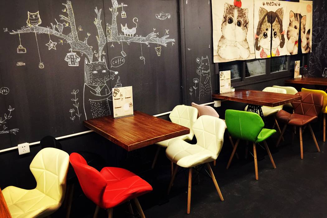 一千平室外宠物乐园,拥有数百只流浪猫的猫咪公园