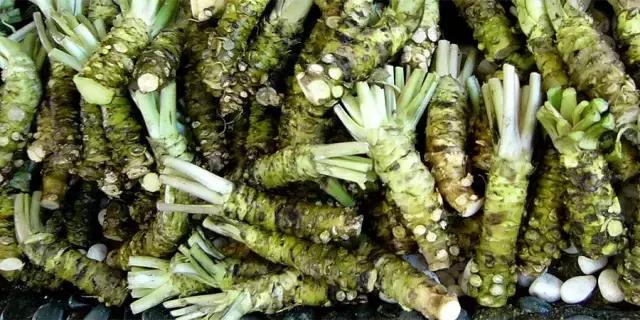 芥末山葵辣根到底是什么关系 (山葵和芥末和辣根是同一个东西嘛)