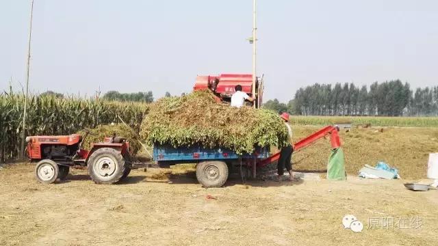 来原阳锄落生、梆玉蜀黍吧！
