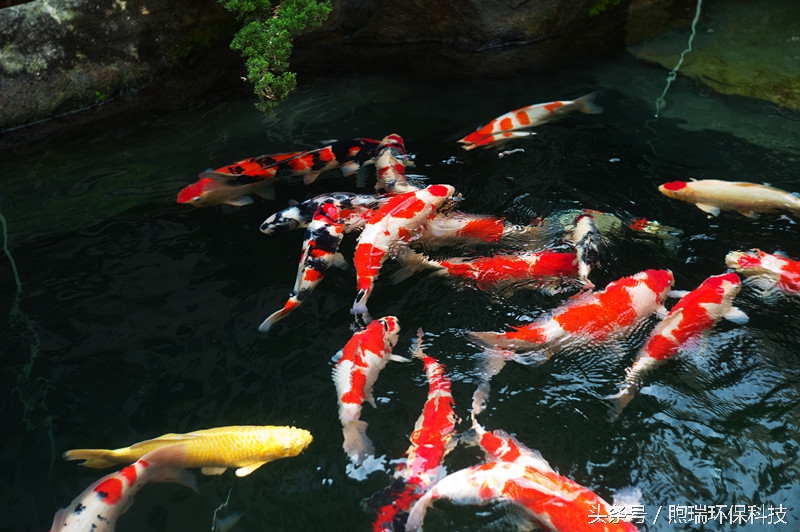 锦鲤喂什么牌子的好吃又营养,锦鲤如何吃得多又可以保持水质