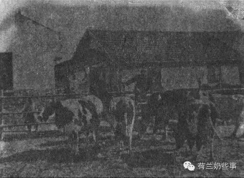 荷兰奶牛在中国参加过抗战的长征，你知道吗？