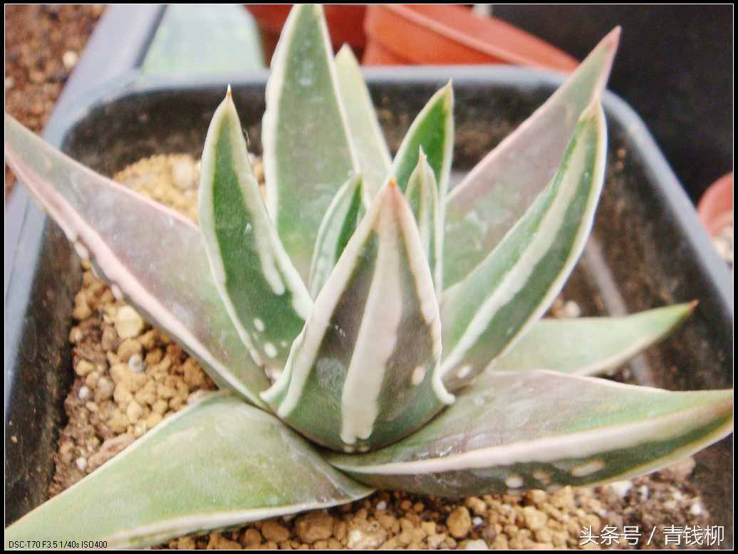 仙人球瑞云牡丹的养殖方法,瑞鹤多肉怎么养