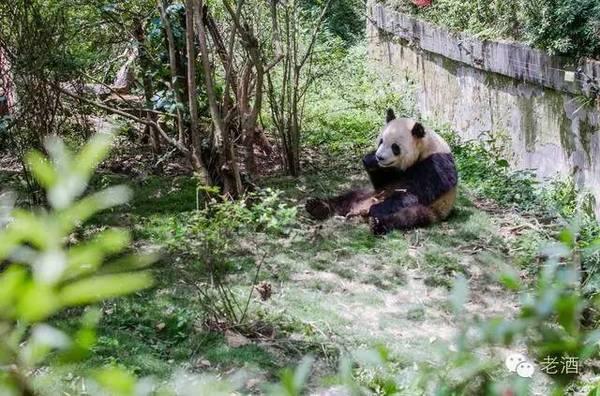 大熊猫越来越少是什么原因,大熊猫为什么是黑眼圈呢