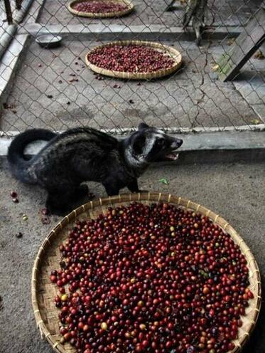 猫屎咖啡真相大揭秘,猫屎咖啡的真实生活
