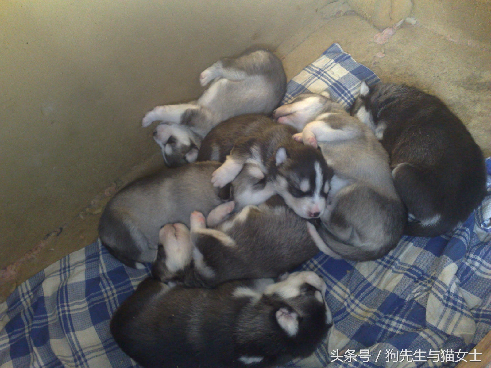 因主人出差两天没喂，哈士奇把万元床垫尿湿，表情亮了！