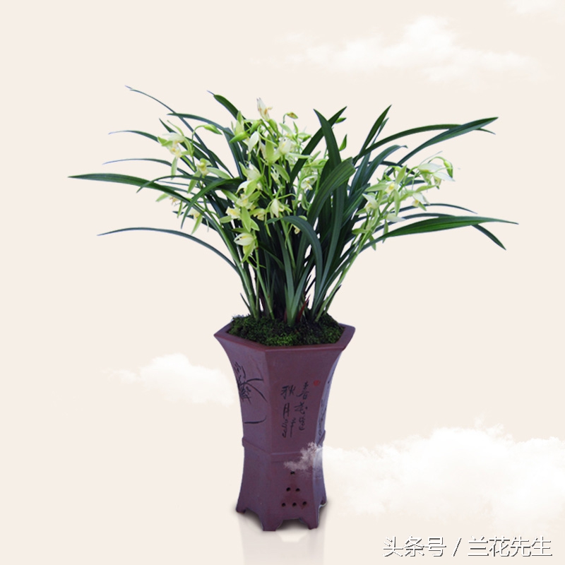 养兰人的艰辛与快乐只有自己知道,养兰友的经历和感悟