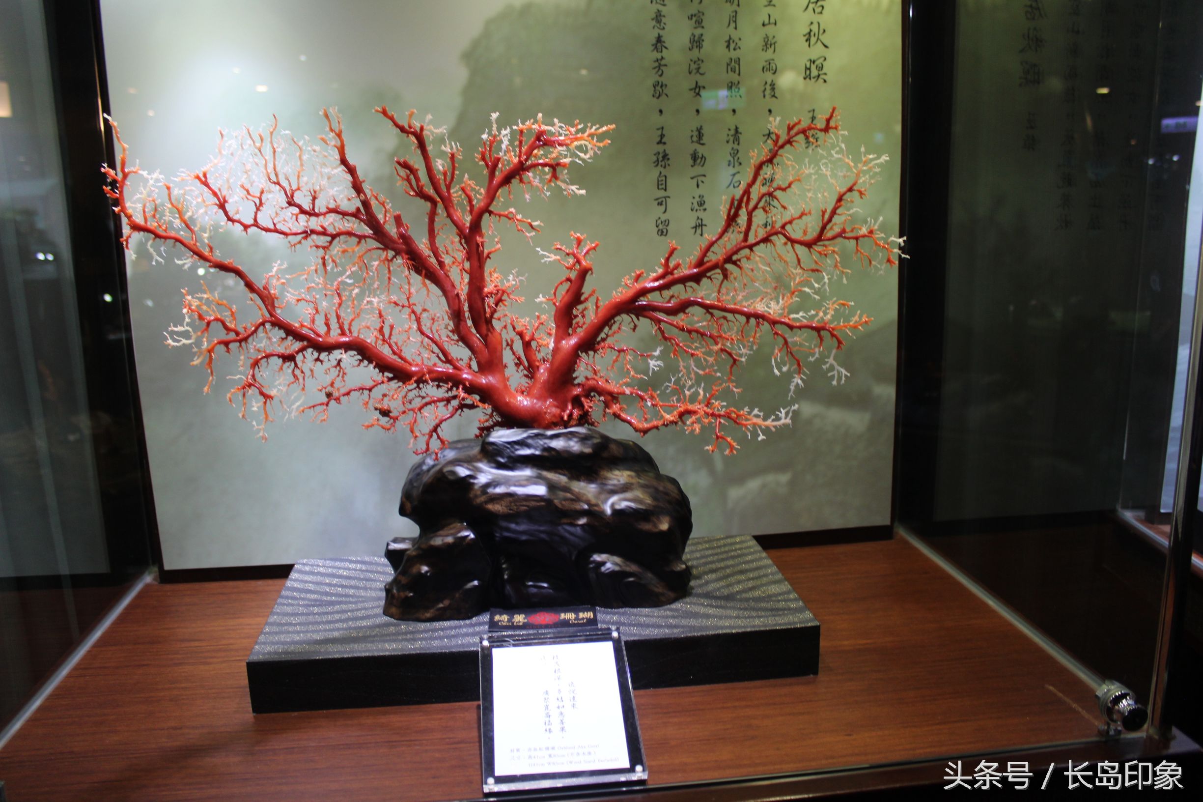 红珊瑚台湾寓意,台湾红珊瑚和日本红珊瑚的区别