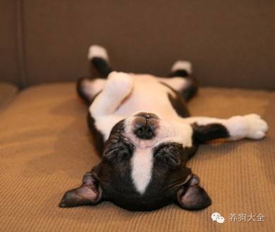 怎么培养狗狗不在家乱叫,如何把狗狗培养成乖乖狗