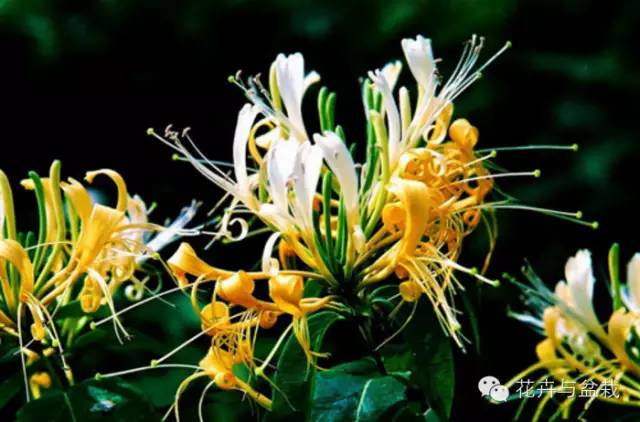 有什么独特小众又漂亮惊艳的花,这些花让人赏心悦目