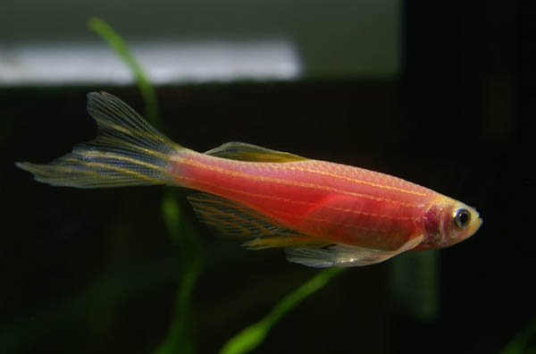 斑马鱼的养殖方法和注意事项,小观赏鱼斑马鱼怎么养好