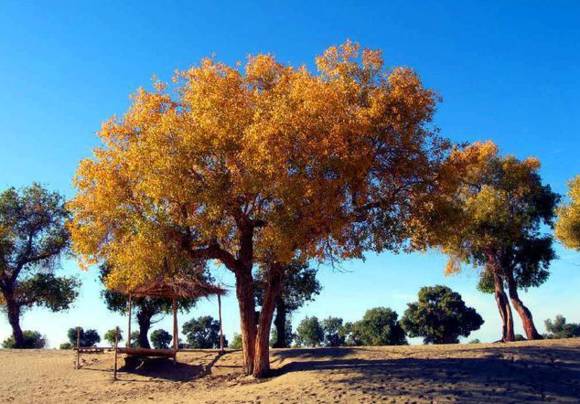 不需要知道你离世的理由，只愿你在天堂能重展笑容！