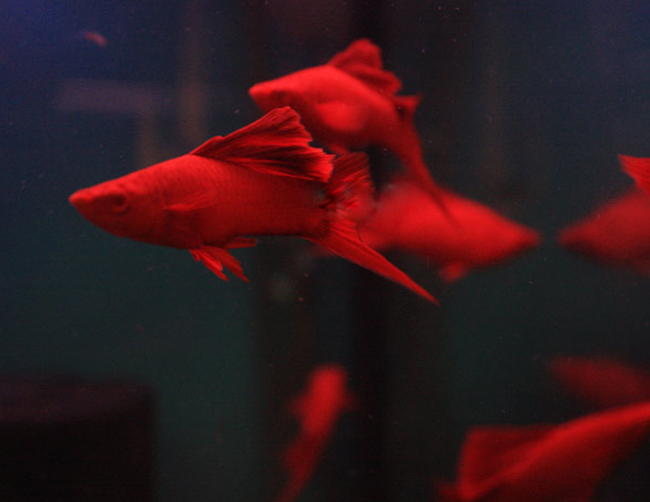 热带小鱼怎么养殖的,热带微型鱼怎么养