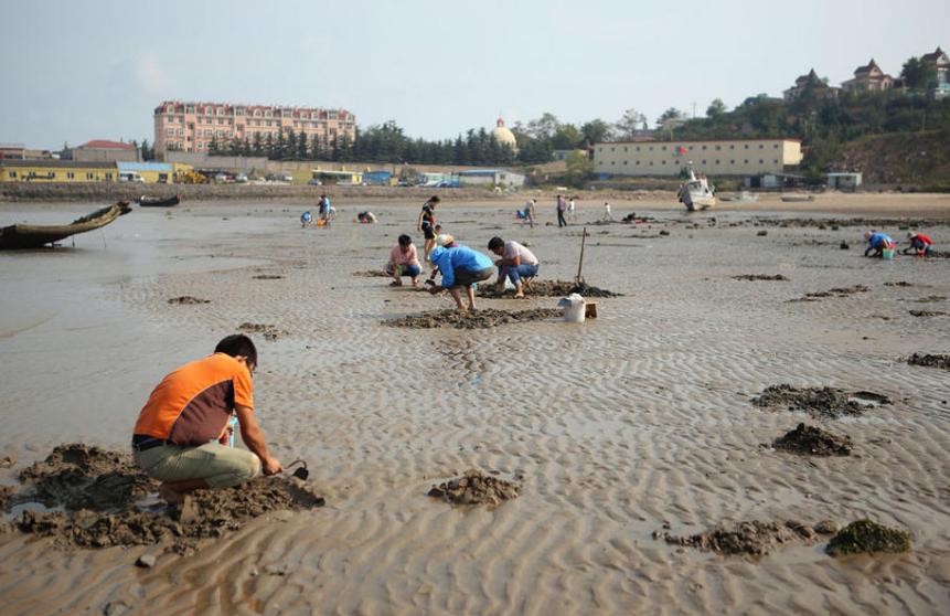 去壳竹节蛏子的正确方法,竹节蛏子的正确吃法图解