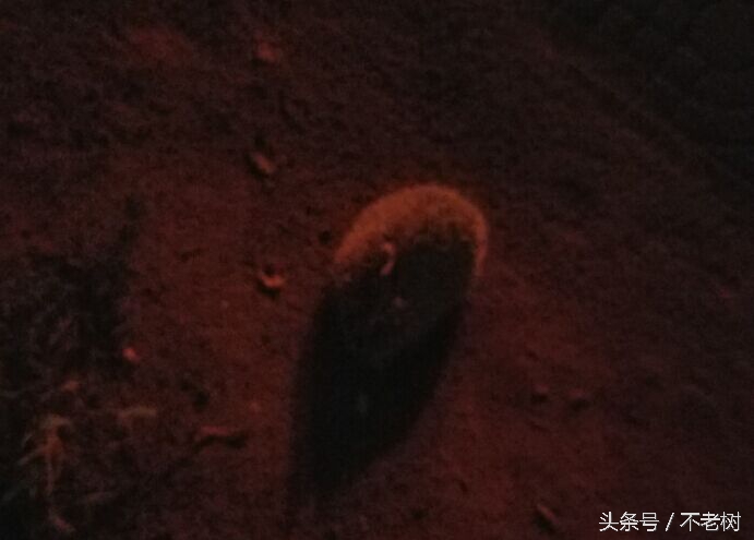 地仙有哪几种动物,有哪些宠物长的比较魔幻