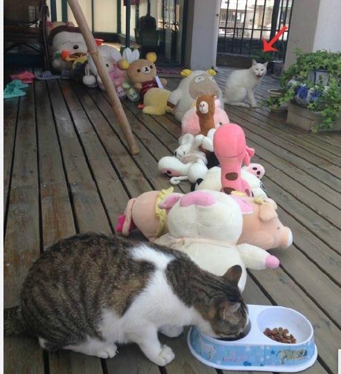 猫咪犯错关禁闭挨饿,猫咪吃了个罐头后很乖